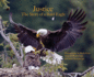 Justice--the Story of a Bald Eagle