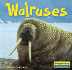 Walruses