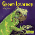 Green Iguanas