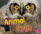 Let's Look at Animal Eyes