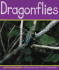 Dragonflies (Insects)