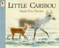 Little Caribou