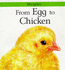 From Egg to Chicken (Lifecycles)