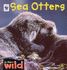 Sea Otters