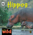 Hippos