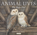 Animal Lives: the Barn Owl