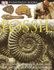 Dk Eyewitness Books: Fossil