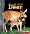 Deer (First Step Nonfiction Animal Life Cycles)