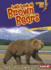 Let's Look at Brown Bears (Lightning Bolt Books ? Animal Close-Ups)