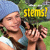 What Are Stems?