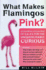 What Makes Flamingos Pink? : a Colorful Collection of Q & a's for the Unquenchably Curious