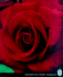 Ultimate Rose (American Rose Society)