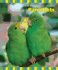 Parrotlets (Birdkeepers' Guides)