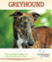 Greyhound: the Essential Guide for the Greyhound Lover