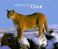 Mountain Lion