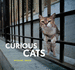 Curious Cats