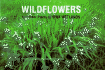 Wildflowers Othr Plts Ia Wtlnds-99