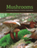 Mushrooms of the Georgia Piedmont and Southern Appalachians: a Reference