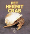 Pet Hermit Crab