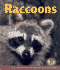 Raccoons (Early Bird Nature Books)