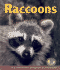 Raccoons