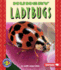 Hungry Ladybugs (Pull Ahead Books? Animals)