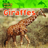 Giraffes (Amazing Animals)