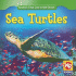 Sea Turtles (Animals That Live in the Ocean)