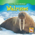 Walruses (Animals That Live in the Ocean)