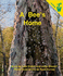 Early Reader: a Bee's Home
