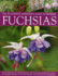 The Illustrated Gardener's Guide to Growing Fuchsias