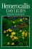 Hemerocallis: Daylillies