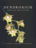 Dendrobium and Its Relatives