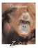 Orangutans (Zoobooks Series)