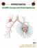 Hypofractionation: Scientific Concepts and Clinical Experiences
