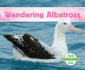 Wandering Albatross (Antarctic Animals)