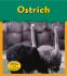 Ostrich (Heinemann Read & Learn)