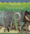 How Do Plants Grow? (World of Plants)