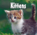 Kittens/ Gatitos (Baby Animals/Animales Beb) (Spanish and English Edition)