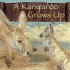 A Kangaroo Grows Up