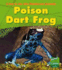 Poison Dart Frog