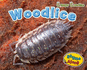 Woodlice (Creepy Crawlies)