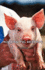 Modern Pig Keeping