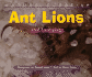 Ant Lions and Lacewings