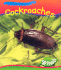 Cockroaches