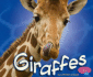 Giraffes (Pebble Plus; African Animals)