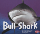 Bull Shark