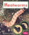 Mealworms