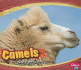 Camels