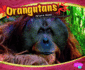 Orangutans (Pebble Plus: Asian Animals)